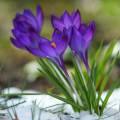 God is on the Move:  What a Lenten Spring can Teach Us